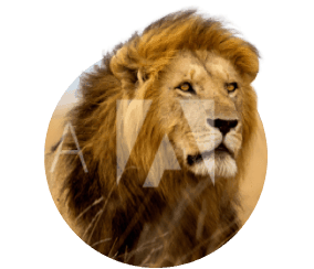 Africa Trail lion