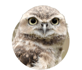 Arizona Trail owl