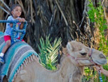 wilder-camel-ride
