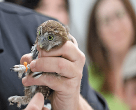 Cactus Ferruginous Pygmy-Owls5