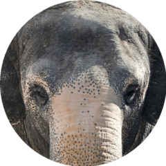 Asian Elephant