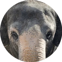 Asian Elephant