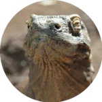 Lizard