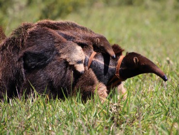 anteater