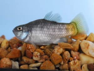 pup fish