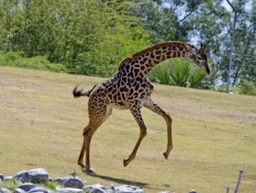 Giraffe