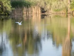 Bird On Lake