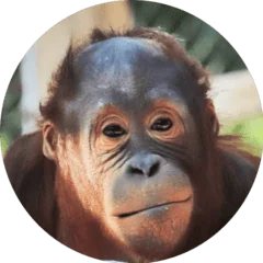 Chimpanzee