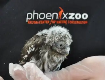 pet pygmy owl