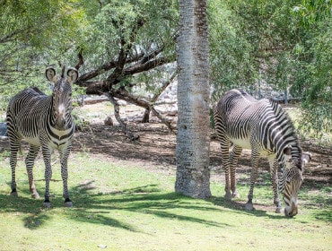 grevys zebra