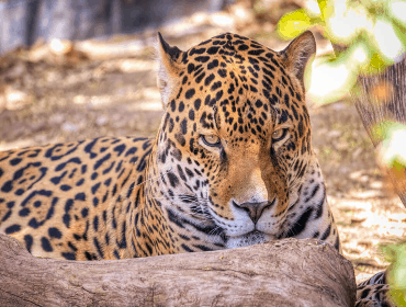 jaguar 