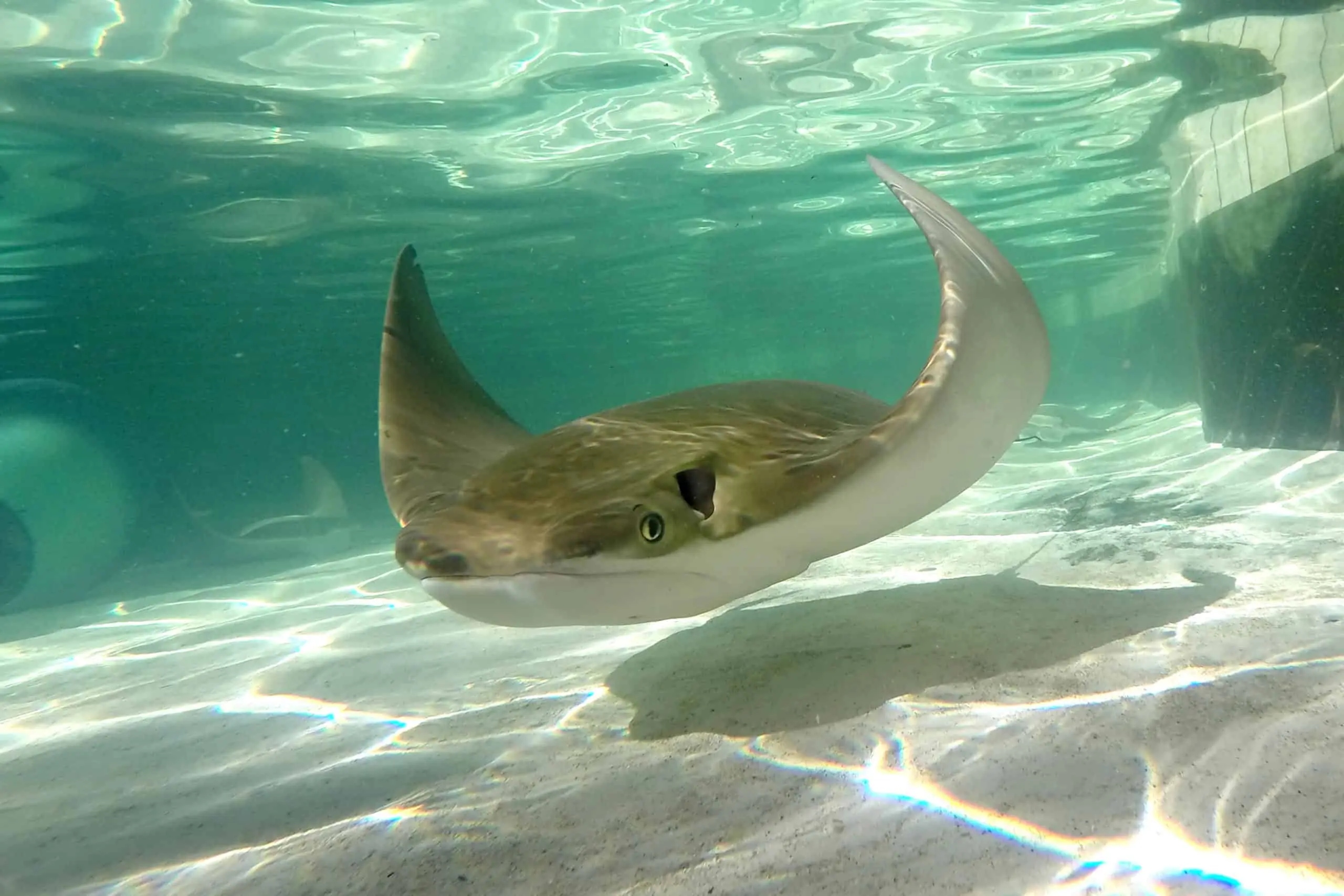 New Backstage Adventures Stingray Phoenix Zoo