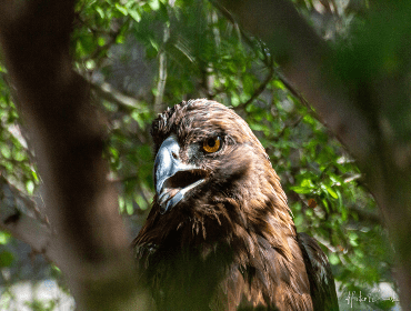Eagle 