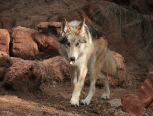 Mexican Gray Wolf