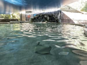 cownose stingray