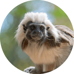 COTTON TOP TAMARIN