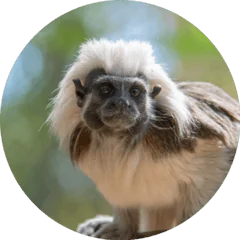 COTTON TOP TAMARIN
