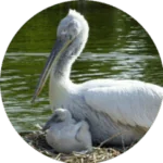 Flamingo Bird
