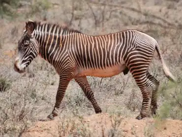 zebragrantnew