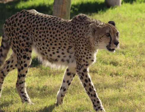 Jaguar 