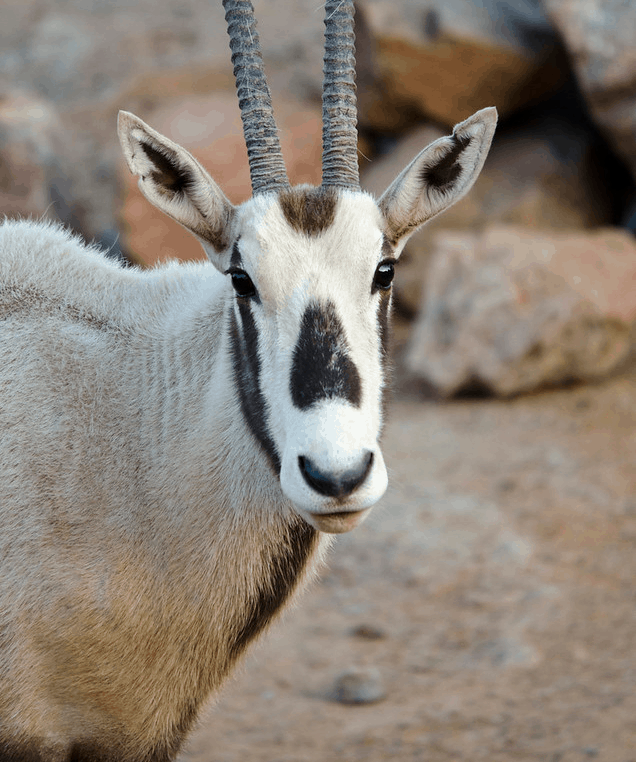 Saving Species: Arabian Oryx - Phoenix Zoo