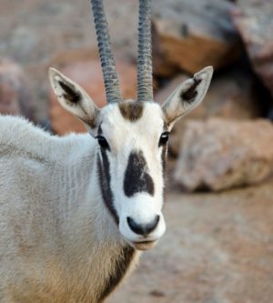 www.phoenixzoo.org