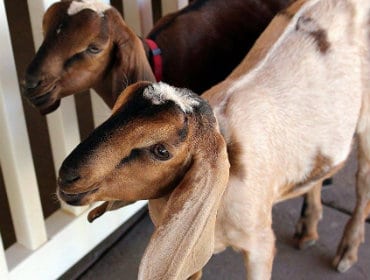 Goats