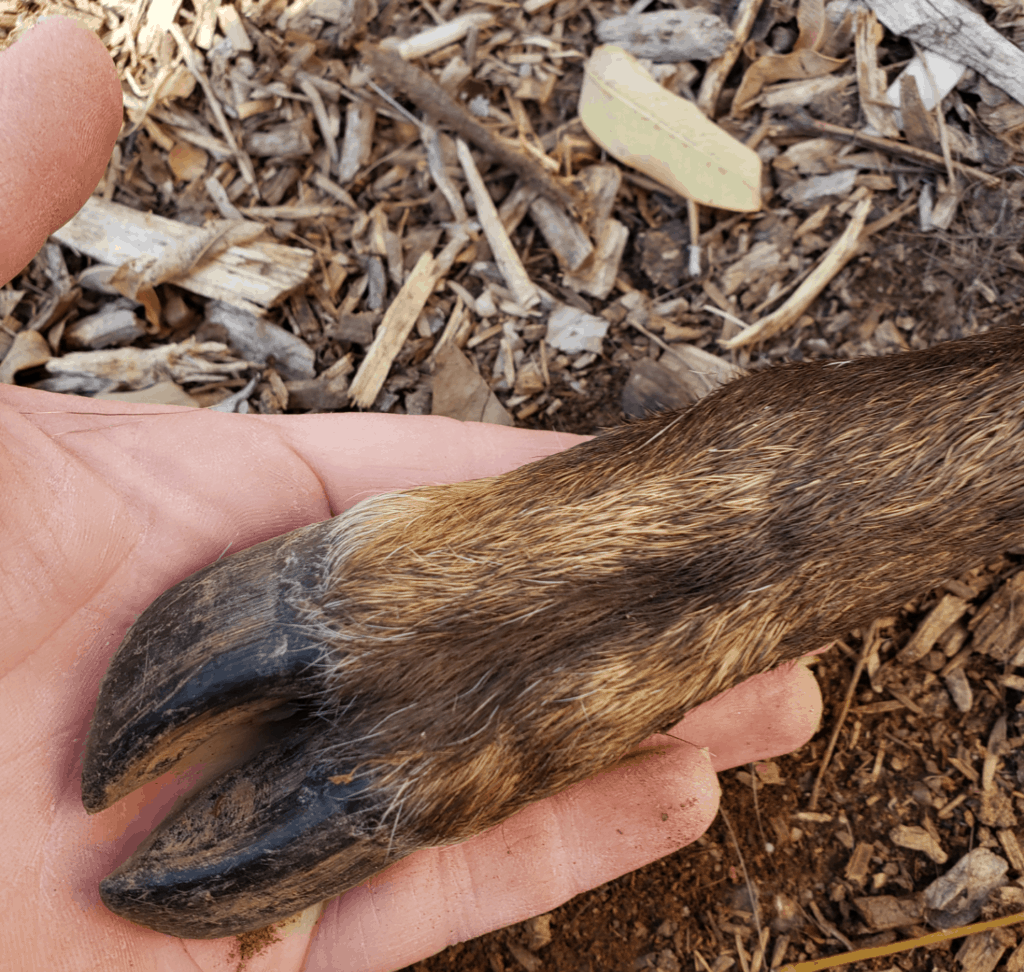 Deer Foot