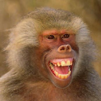 Monkey