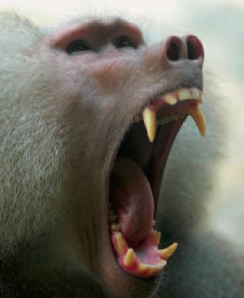 Monkey