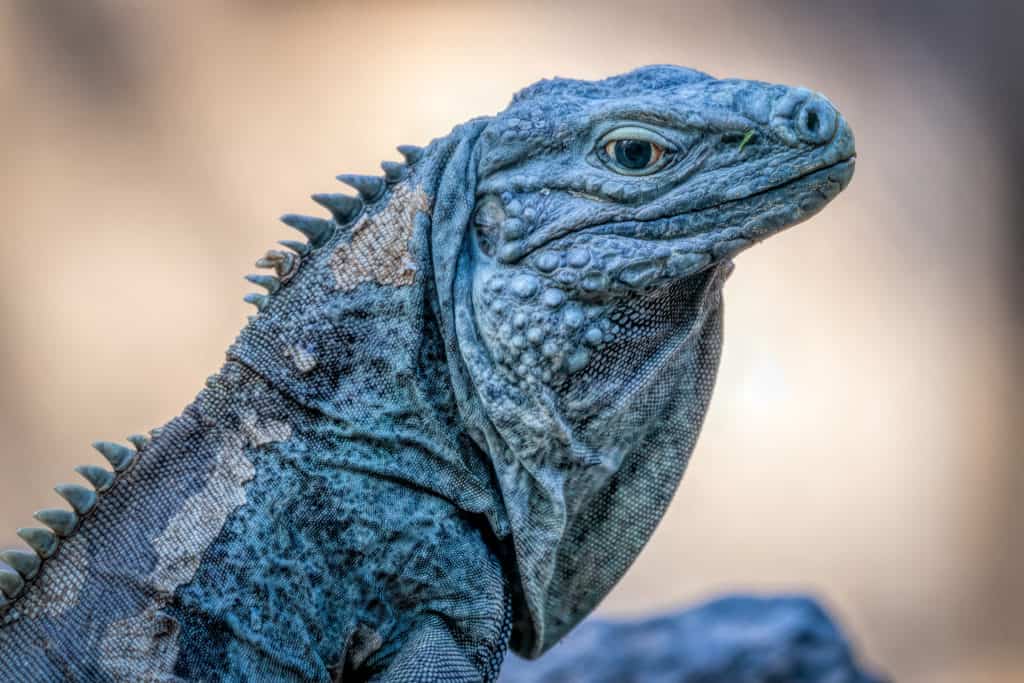 Lizard