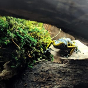 Constructing a Dart Frog Habitat