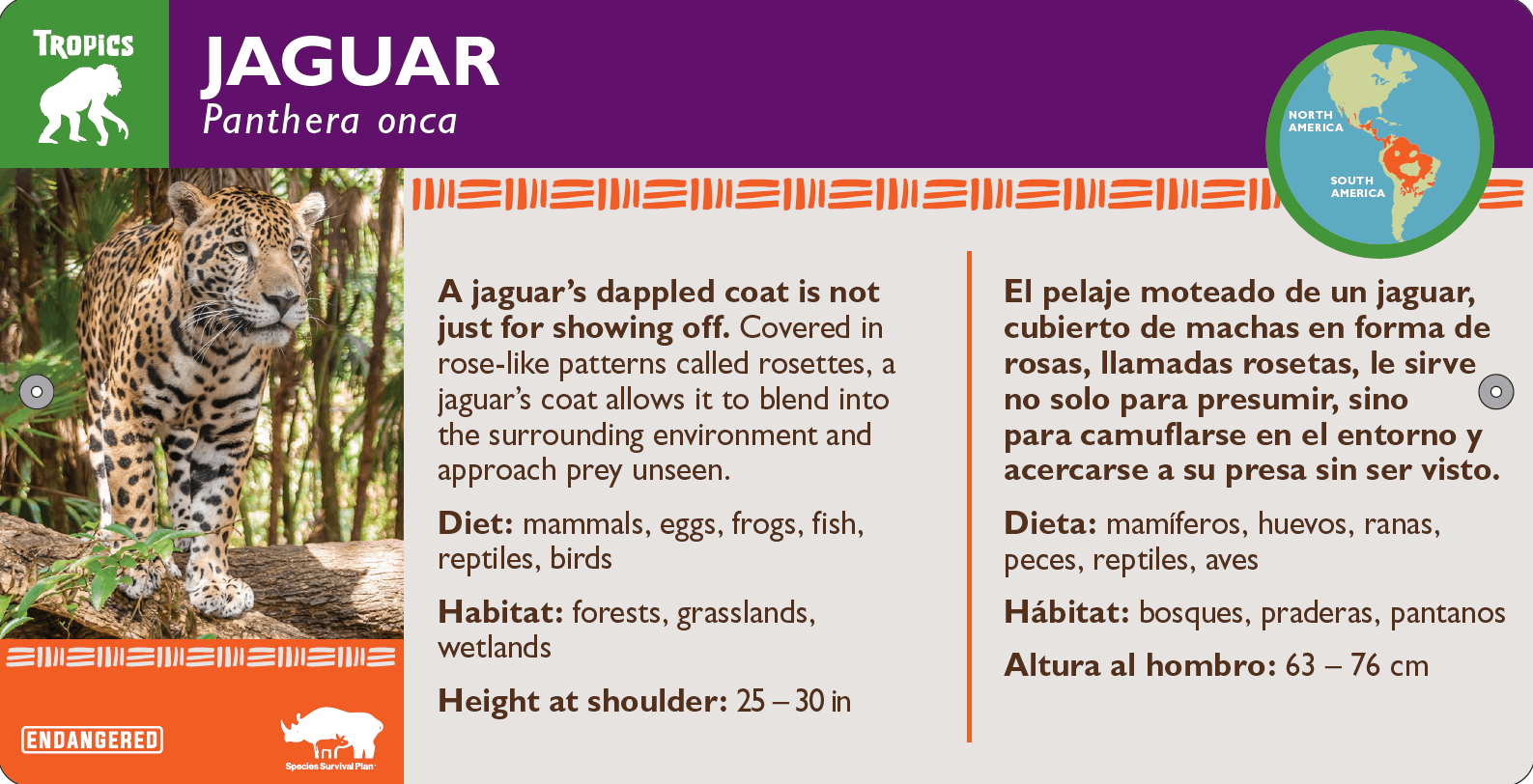 jaguarlabel