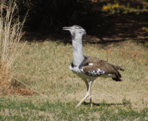 Kori bustard