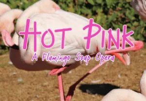 hot pink logo square