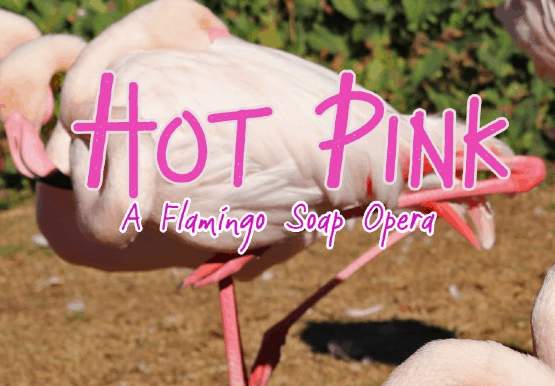 hot pink logo square