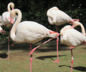 Hot Pink Flamingos