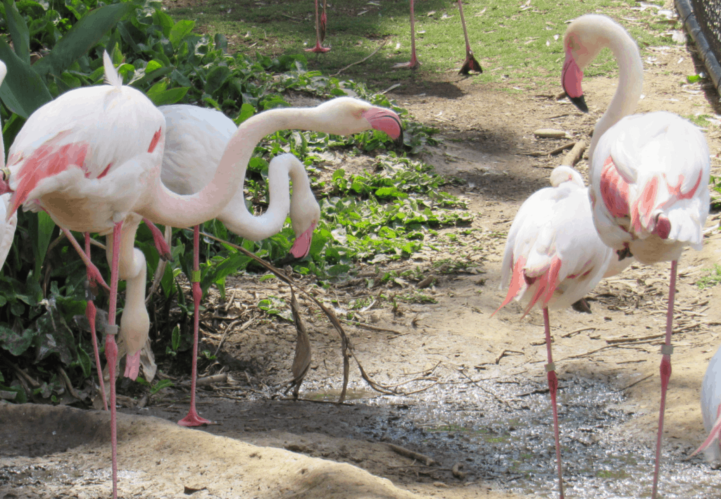 Flamingo Bird