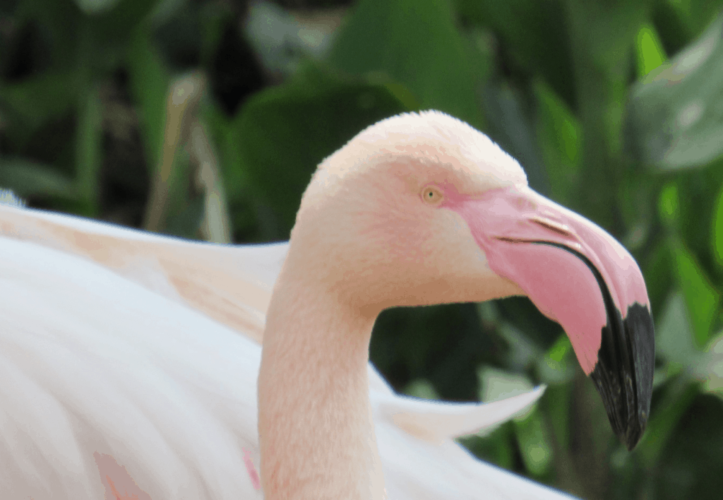 Flamingo Bird