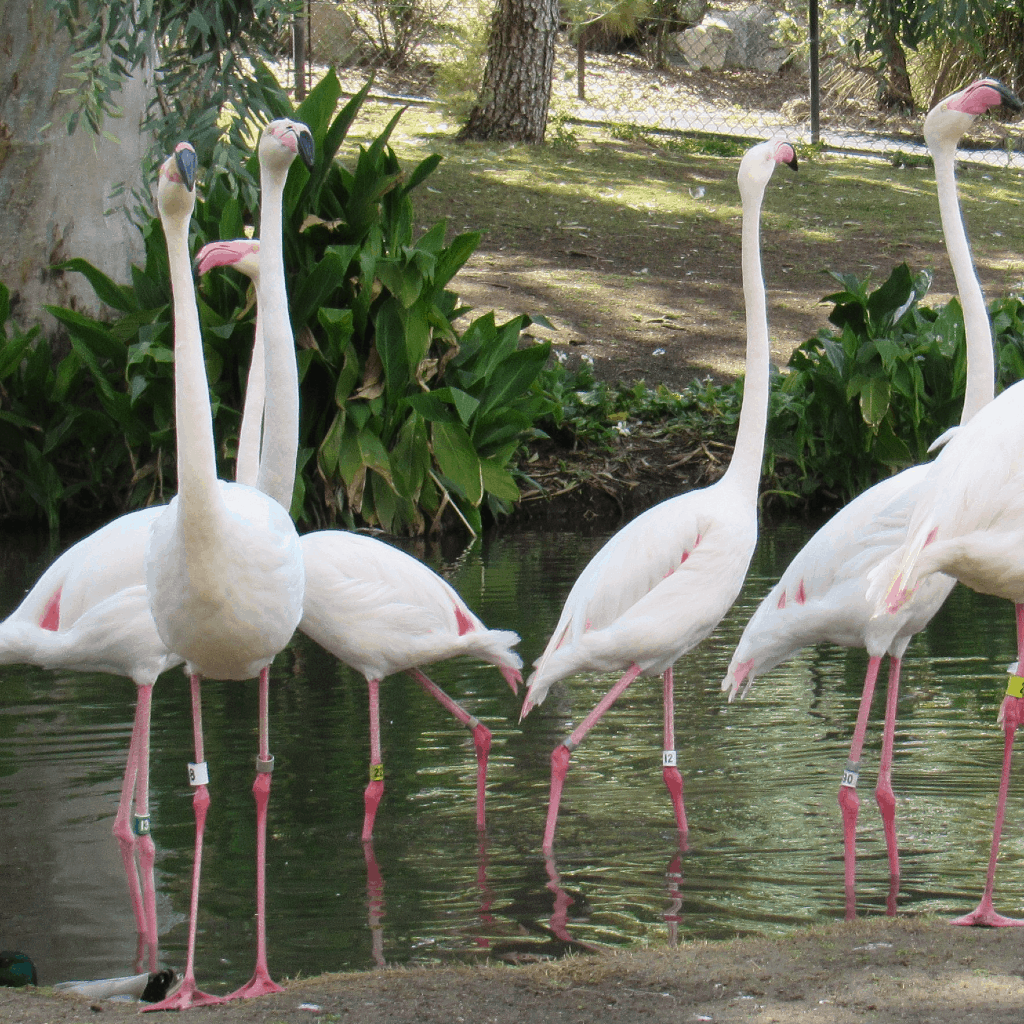 Flamingo Bird