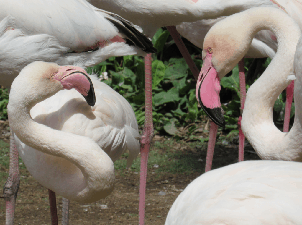 Flamingo Bird