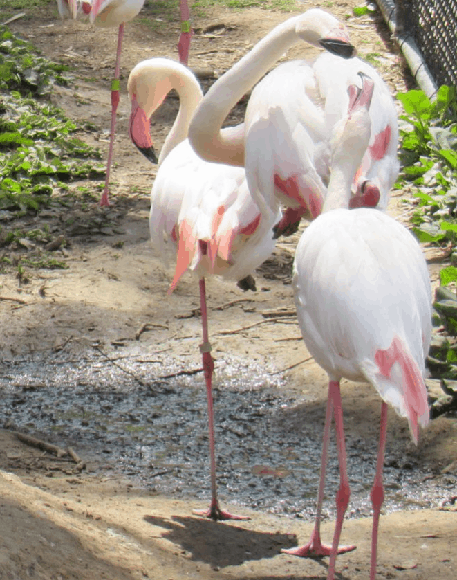 Barbie-Effekt? – Flamingo-Nachwuchs im NaturZoo