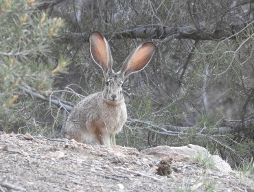 Rabbit