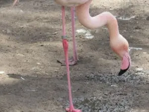 flamingo bird