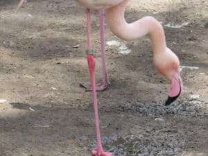 Meet FLAMINGO! Got yourself one of those cute PINK Target