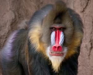 Mandrill Mandrillus Sphinx