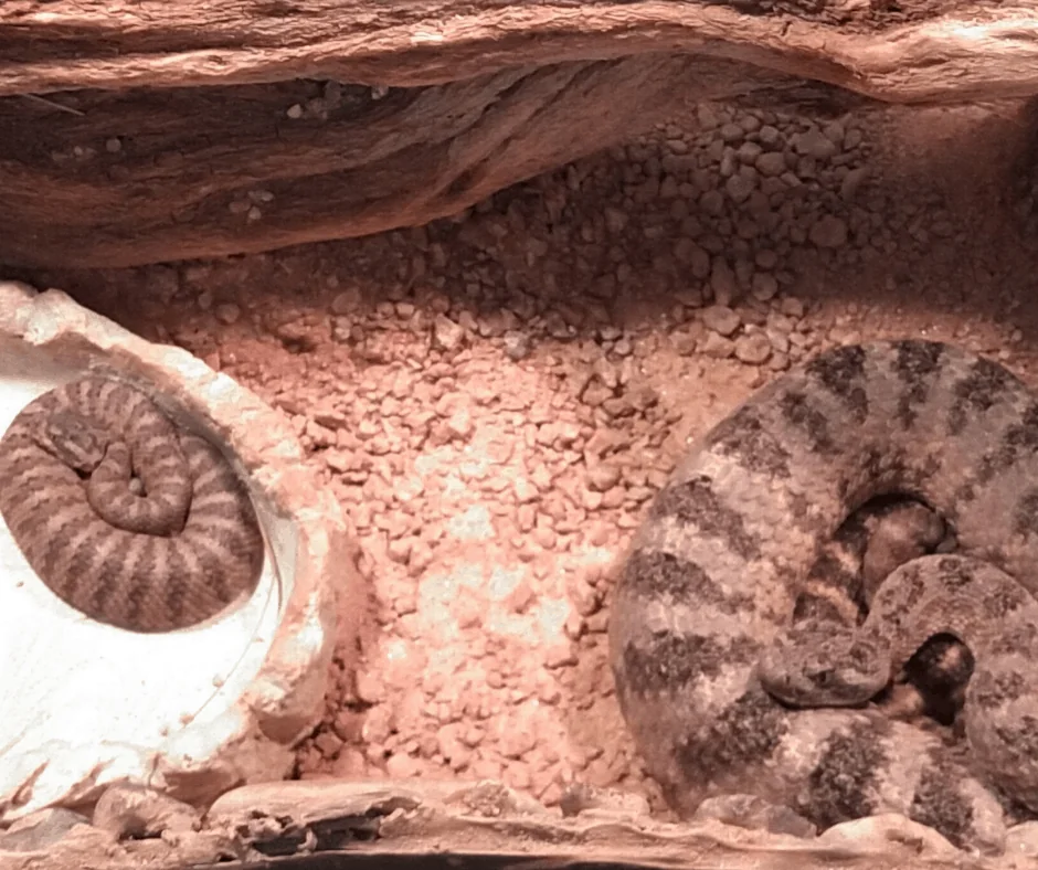 Snake