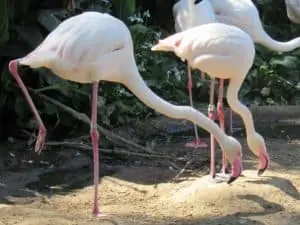 Flamingo Bird