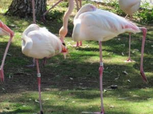 flamingo bird