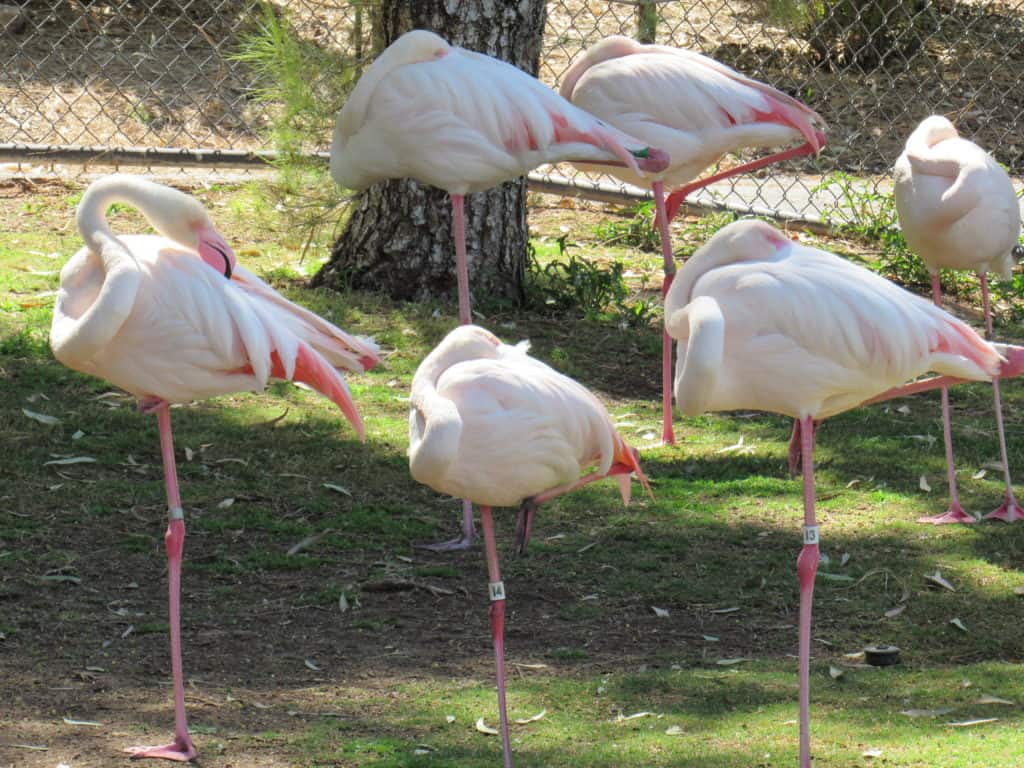 Flamingo Bird